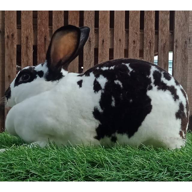 Kelinci Rex bulu karpet