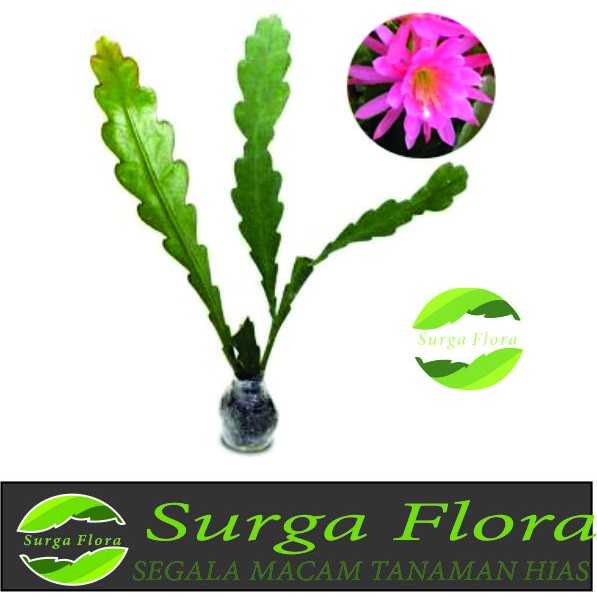 Bibit Wijaya Kusuma incredible Epiphyllum Dewasa Bunga wangi