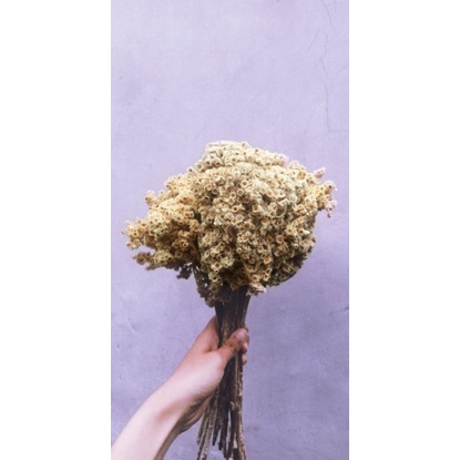 Bunga Kering Edelweiss bouquet Natural/warna