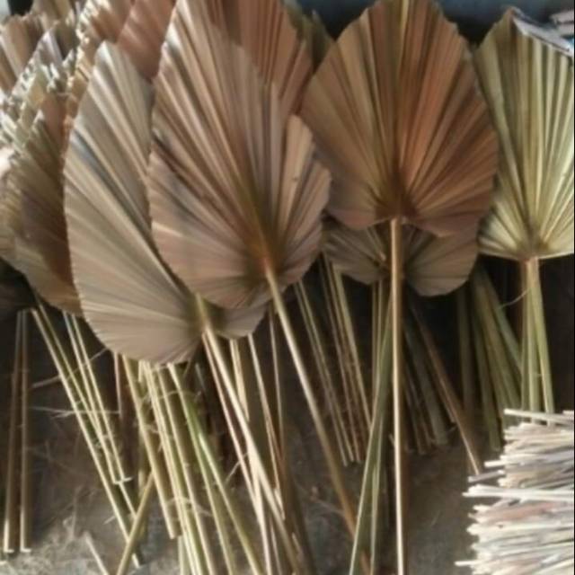 Daun Kipas Daun palem daun kering Dekorasi