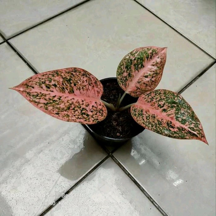 promo baby/anakan aglonema Stardust orange TERLARIS
