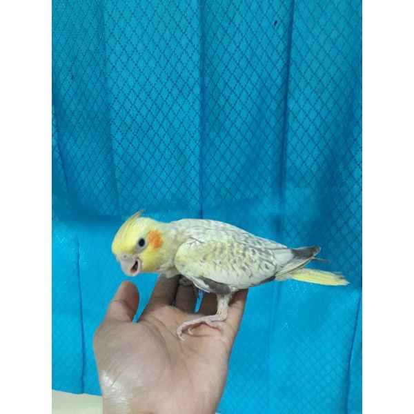 falk lolohan , parkit australia lolohan