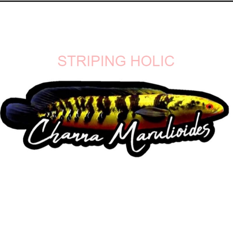STIKER CHANNA MARULIOIDES 2