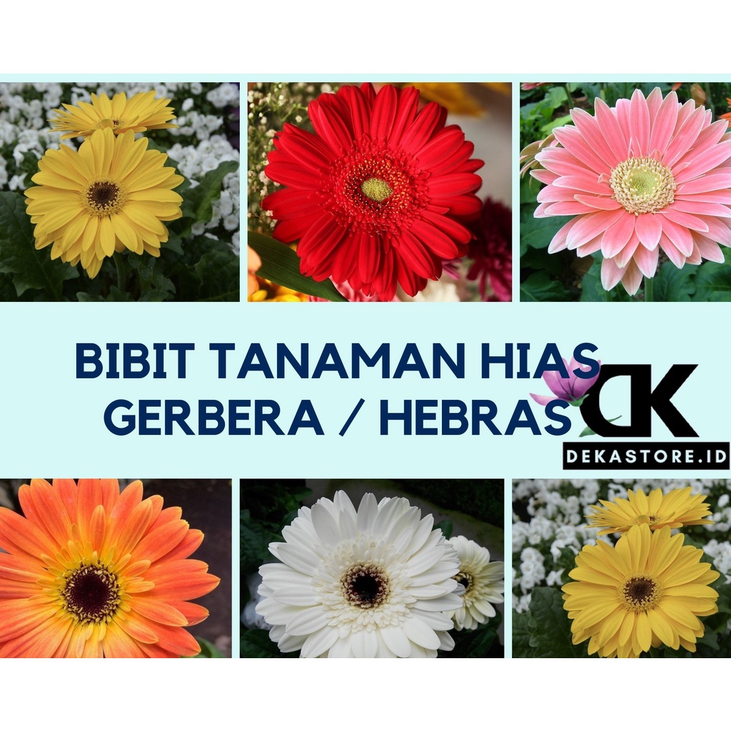 Bibit Tanaman Hias Gerbera / Herbras