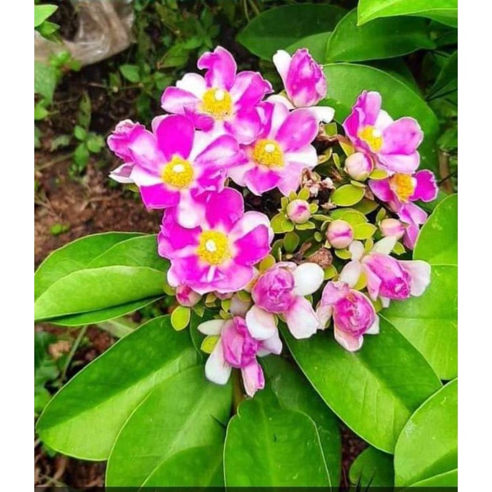 Pereskia Grandifolia / Ora Pro Nobis