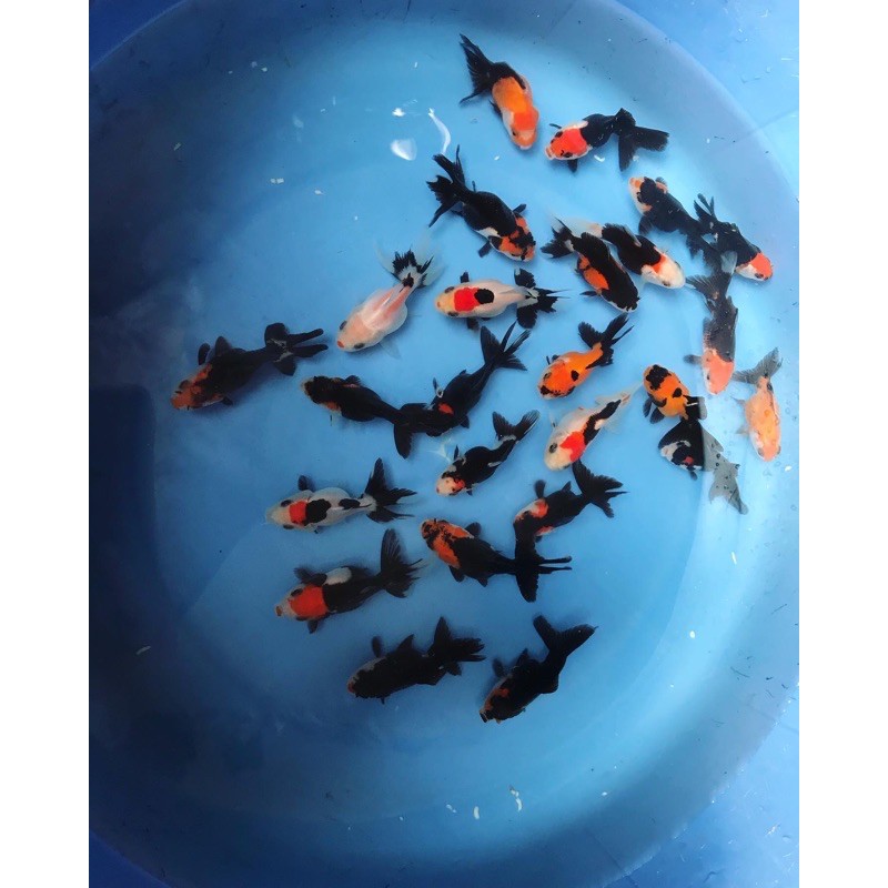 IKAN MASKOKI ORANDA TANCHO PANDA 3c