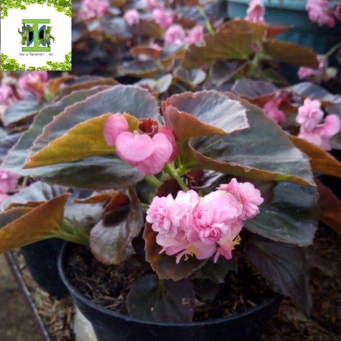 Tanaman hias Bunga Begonia - Bunga Begonia