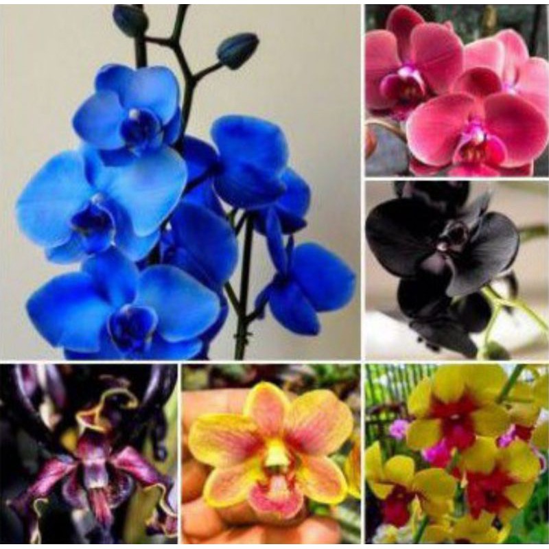 anggrek Dendrobium spike