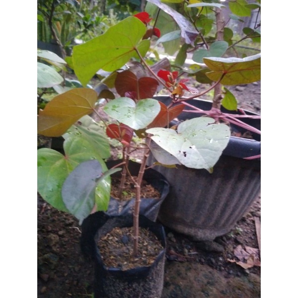 BONSAI WARU MERAH BIBIT BAHAN BONSAI