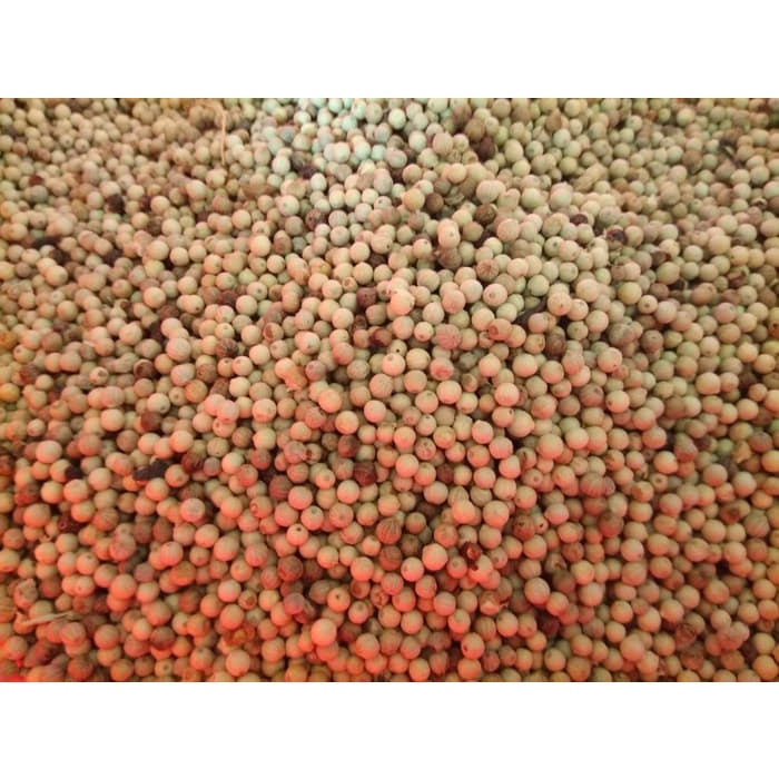 

Lada Putih Bangka Biji Kualitas Bagus Bebas Debu 500gr