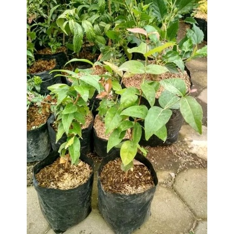 BIBIT POHON TANAMAN BUAH DEWANDARU SIANTO