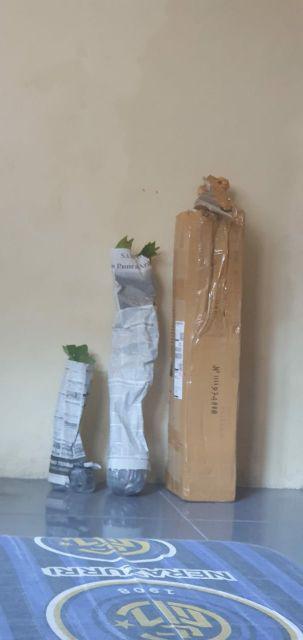 Promo 3 Bibit Buah Tin Green Y, Purple Y, Brown Turky