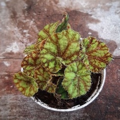 Tanaman Hias Begonia Keong Tembaga Anakan