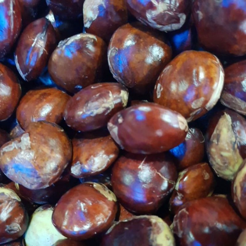 

Jengkol Tua 1 kg