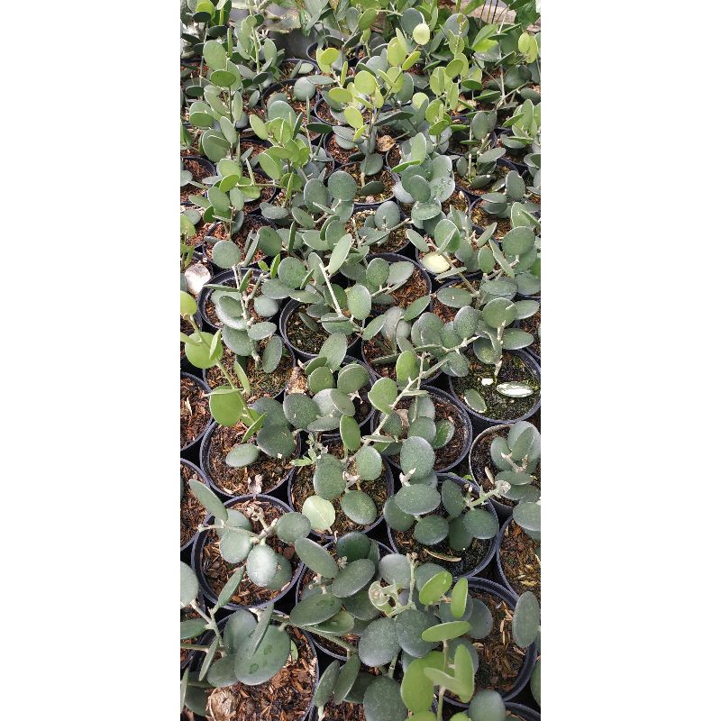 Sukulen dolar tanaman gantung