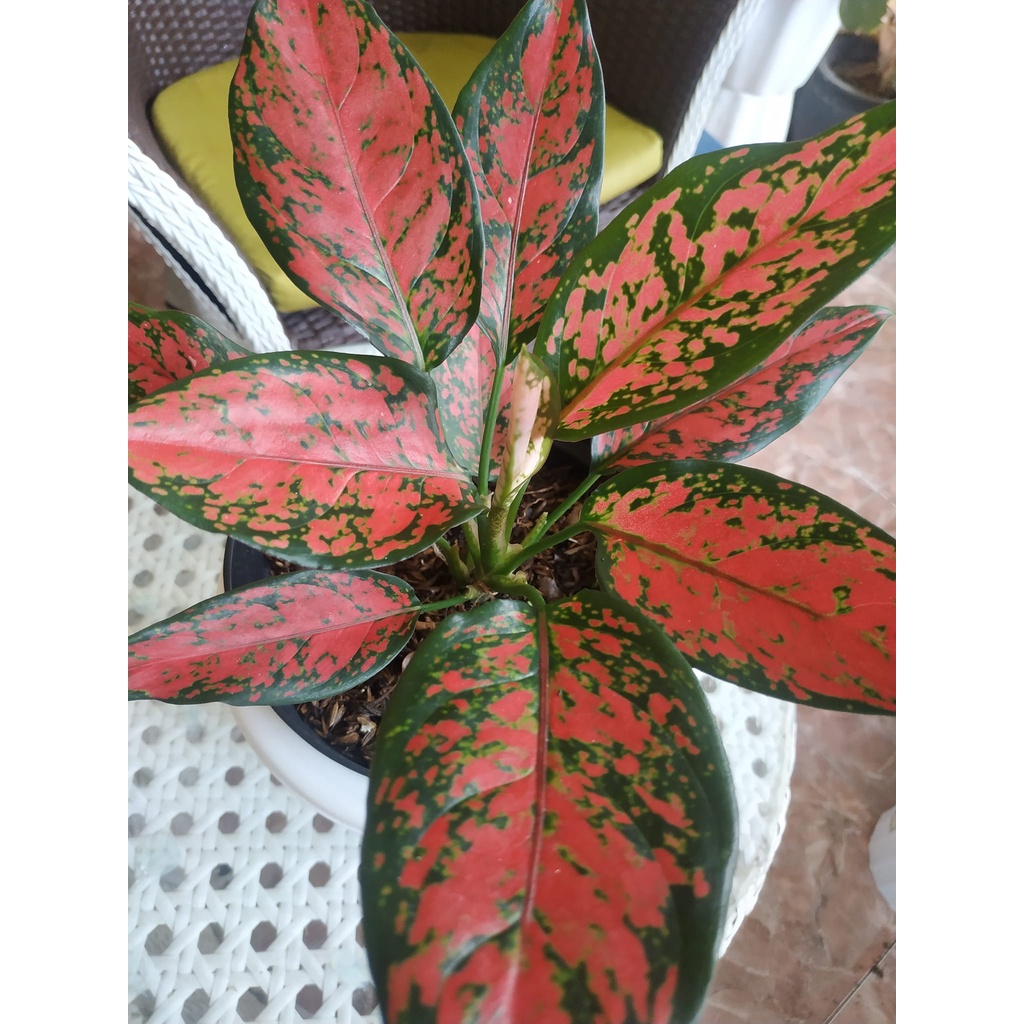 aglonema ruby murah, bunga roset aglonema/ruby aglonema murah