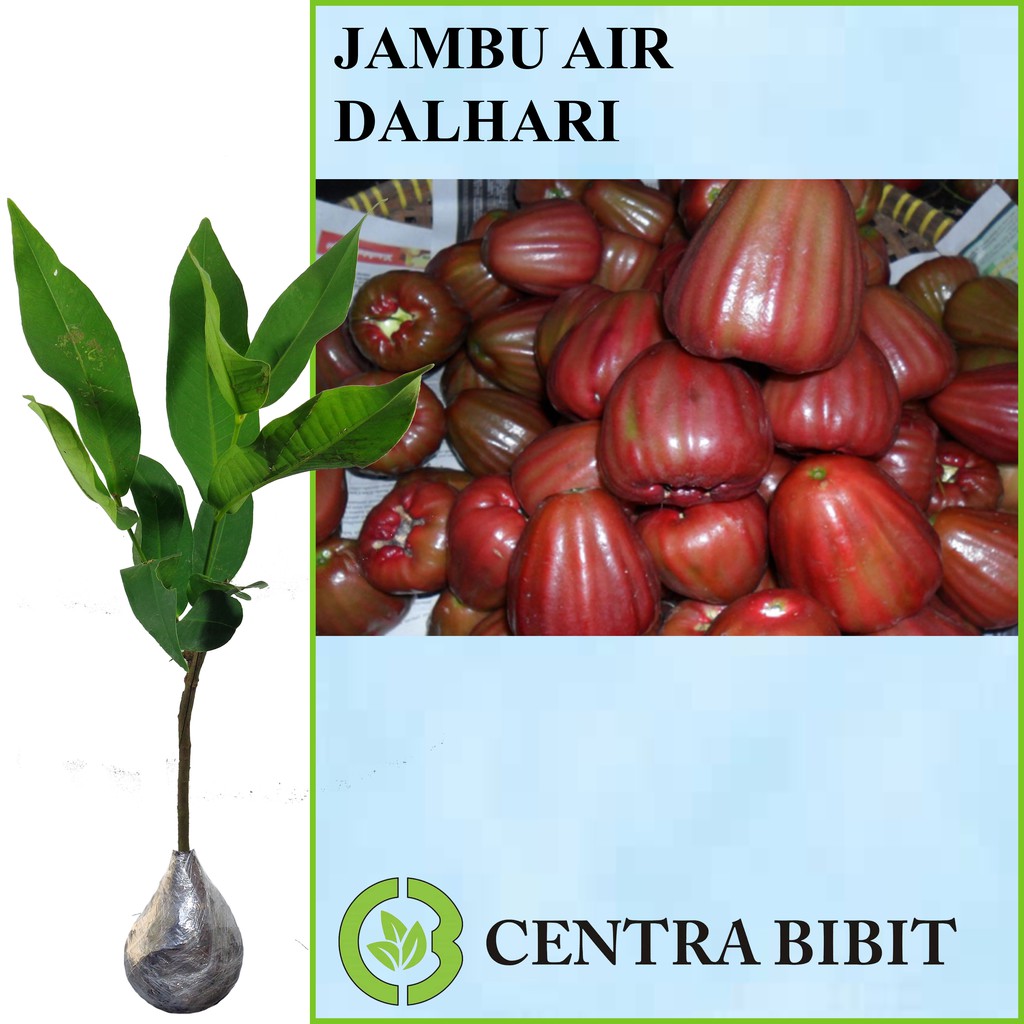 Tanaman Buah Jambu Air Dalhari