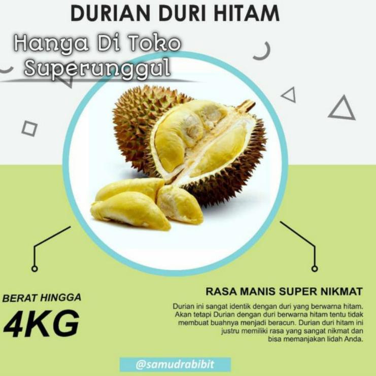 

N12L Durian Duri Hitam Kaki Tiga !