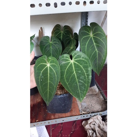 kuping gajah magnificum verde