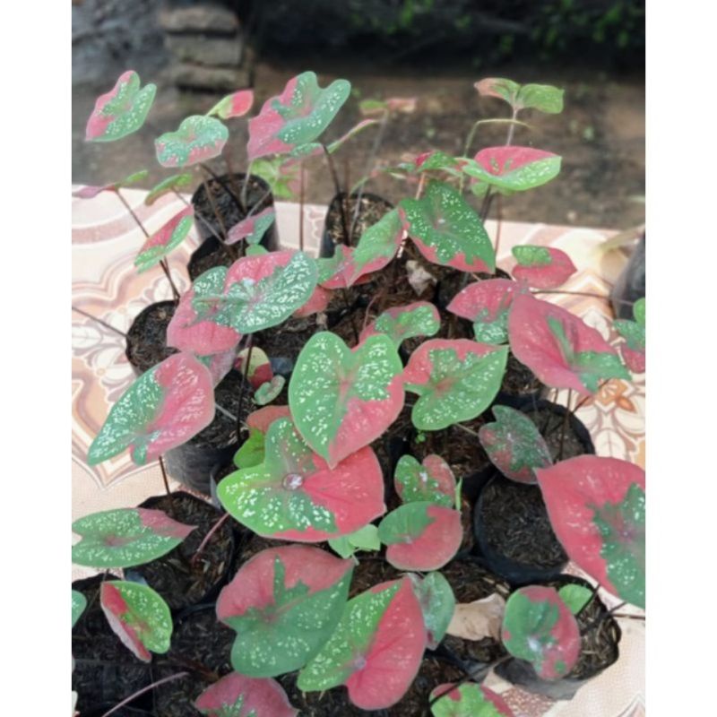 keladi baret merah (bonggol)