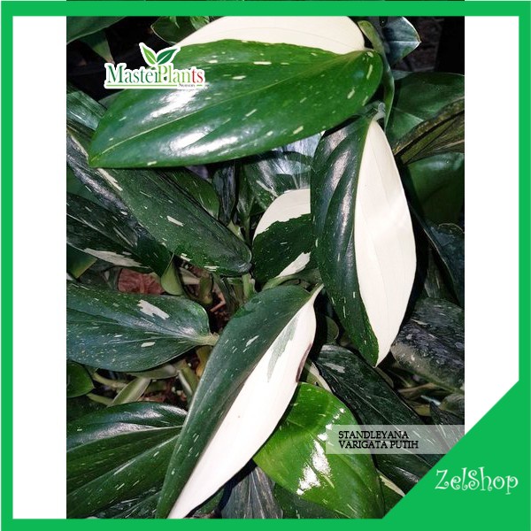 Philodendron Standleyana Varigata Putih / Standliana Varigata Putih