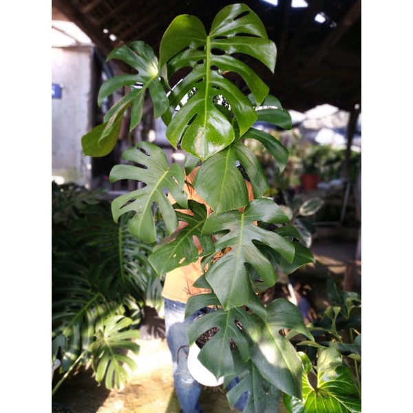 monstera borsigiana