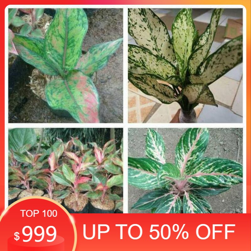 tanaman hias paket 4 macam aglonema