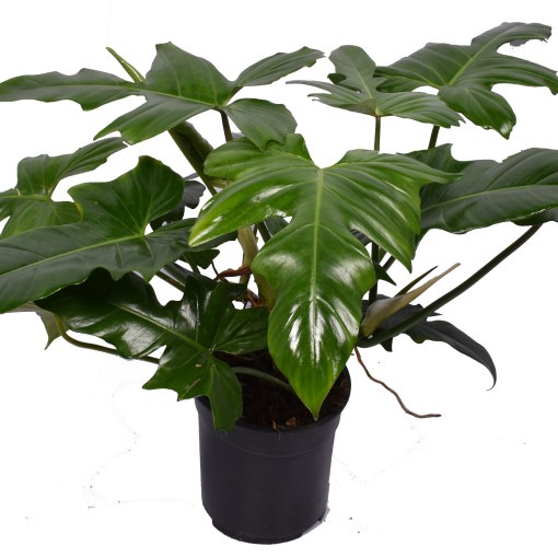 PROMO TANAMAN PHILODENDRON DRAGON MURAH BUNGA HIAS PHILODENDRON DRAGON TANAMAN TERAWAT