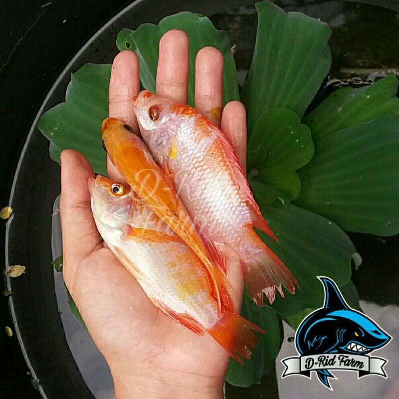 # Bibit ikan nila merah bangkok monosex 8-10 cm