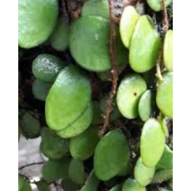 

daun sisik naga fresh 250 gram