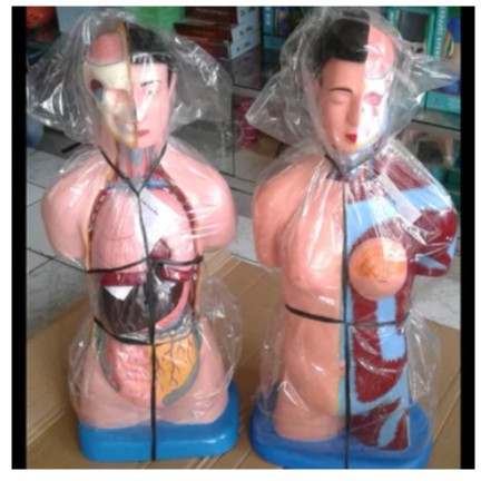 Phantom/Manekin/Manikin Organ Tubuh Manusia Torso