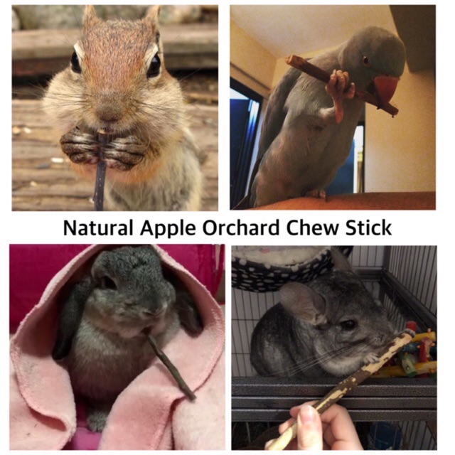 EXOTICGOODS NATURAL APPLE ORCHARD CHEW STICK ASAH GIGI HAMSTER KELINCI CHINCHILLA TUPAI CHEWING WOOD STICK APPLE