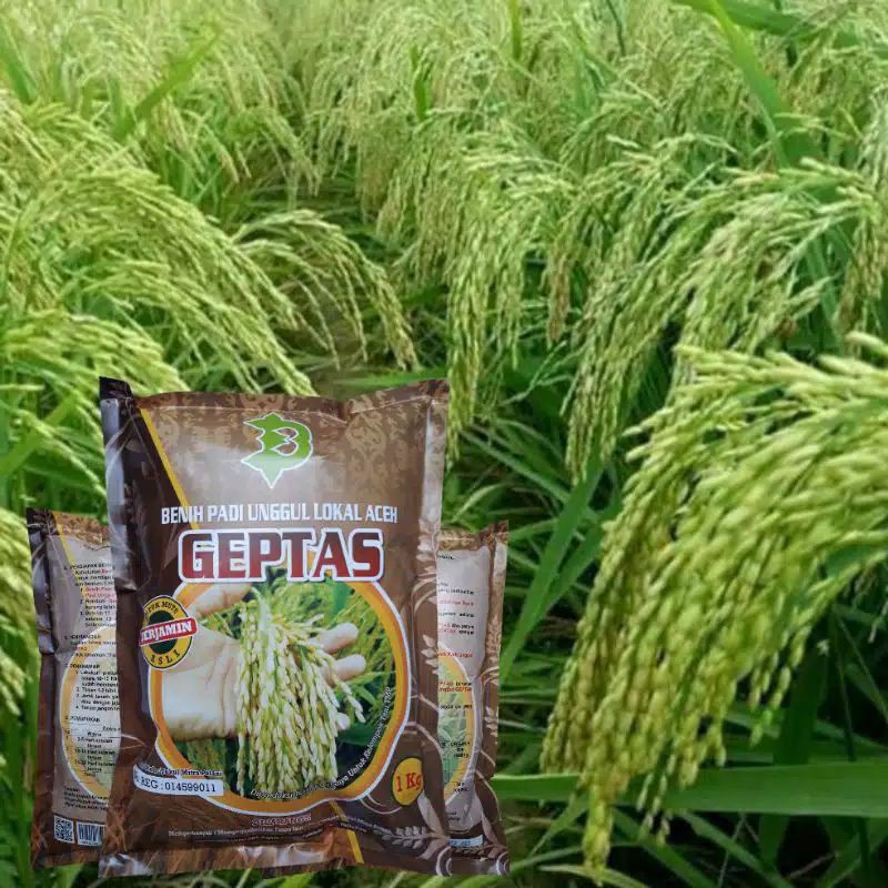 Benih padi GEPTAS