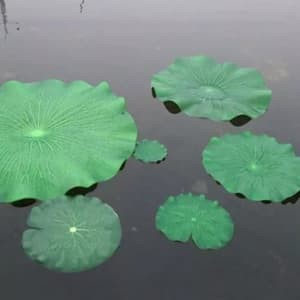 eva mat floating lotus LEAF DAUN TERATAI apung