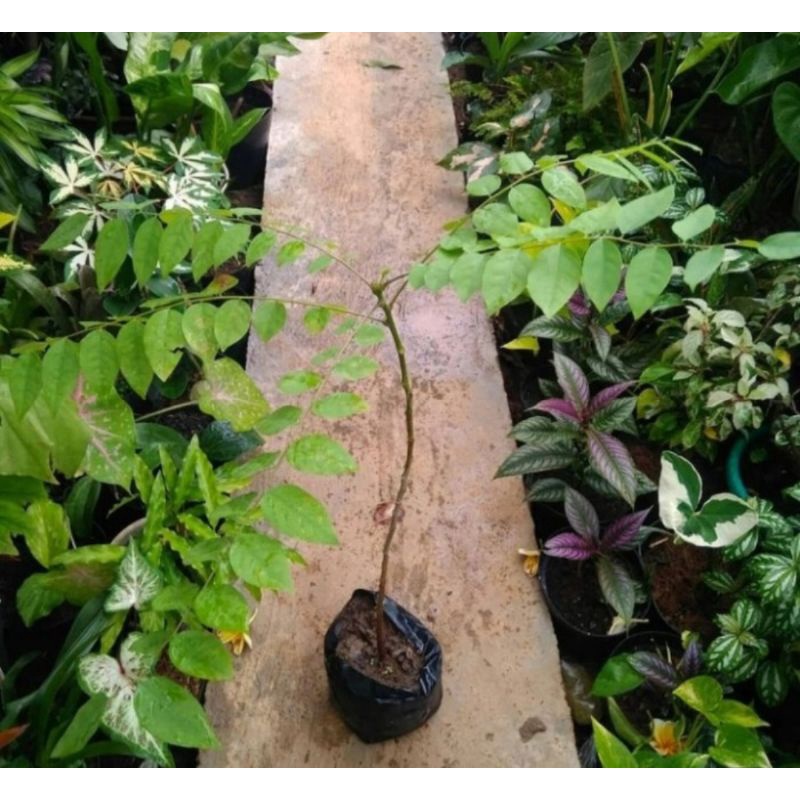 Bibit tanaman buah Cermai/Pohon buah Cermai