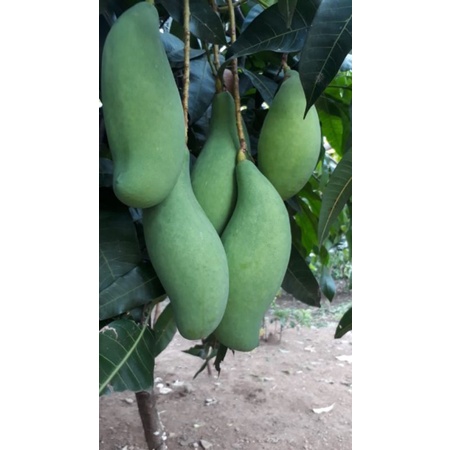 Bibit Mangga Mahatir Super
