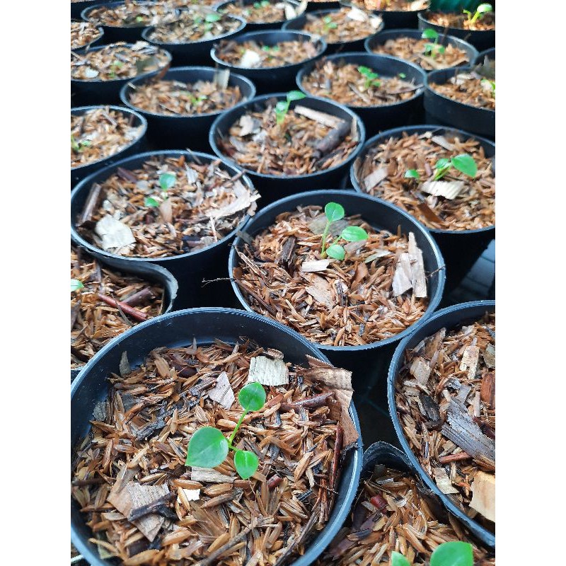 Kuping Gajah Dorayaki | Baby Mangkok Silver | Baby Veitchii