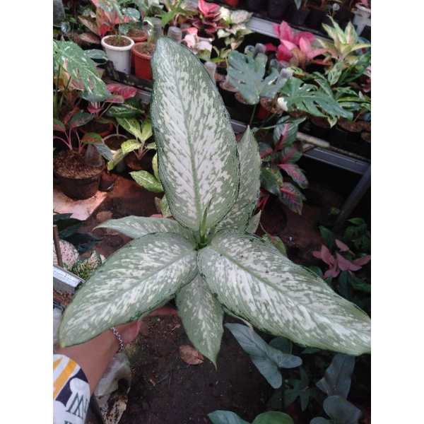 dieffenbachia selendang putri/diven bolak balik