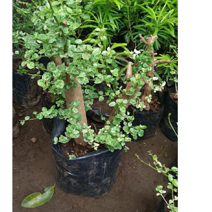 TERBARU  sancang varigata