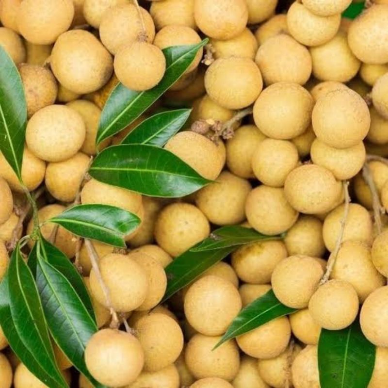 kelengkeng thailand gold