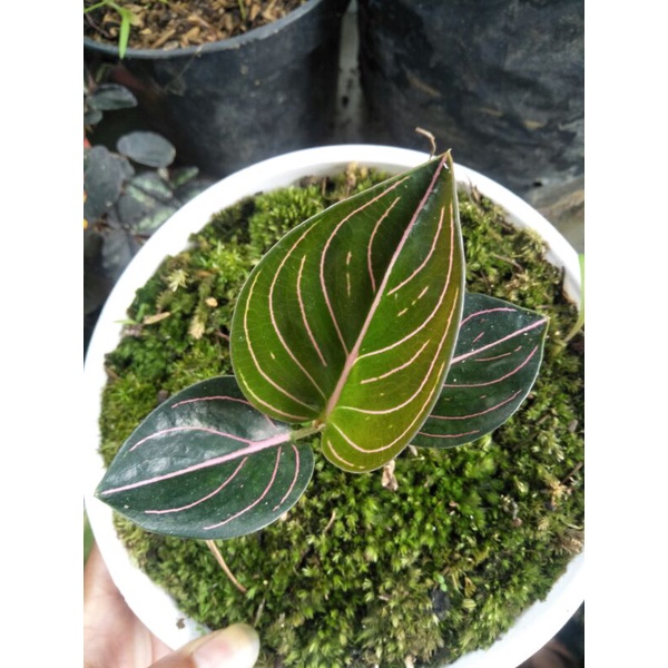 aglonema rotundum aceh / aglonema