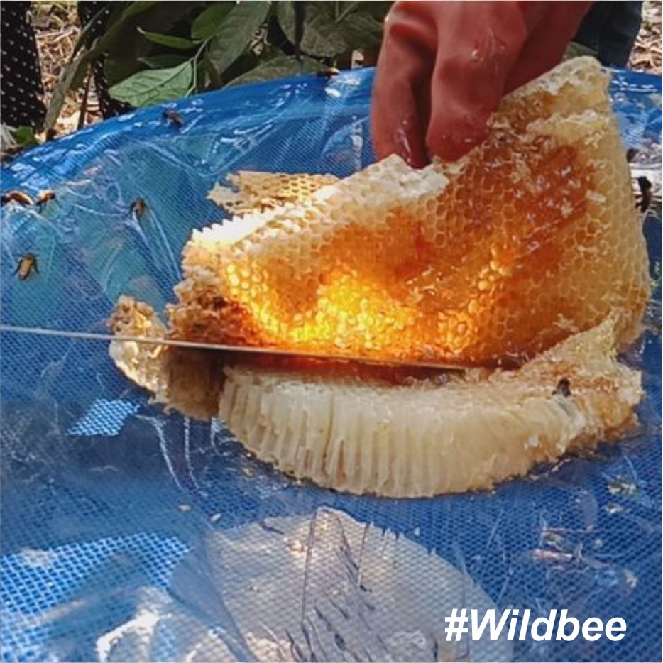 

Madu Hutan Asli Sumbawa Murni Tanpa Campuran Rasa Khas & Kental | Jenis Lebah Apis Dorsata & Cerana