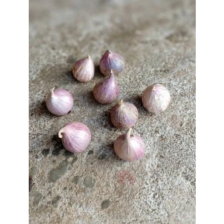 

Murah FnM Bawang Putih Tunggal / Bawang Lanang Herbal Premium Koleksi@terbaru