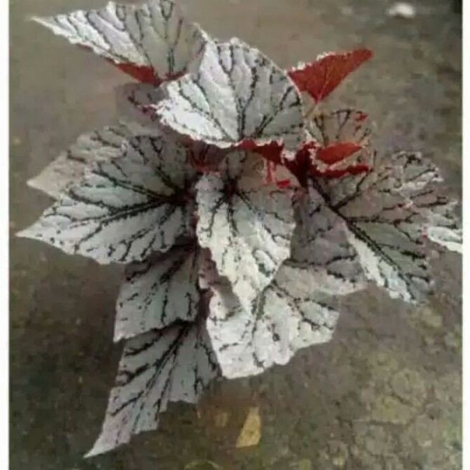 Begonia rex silver