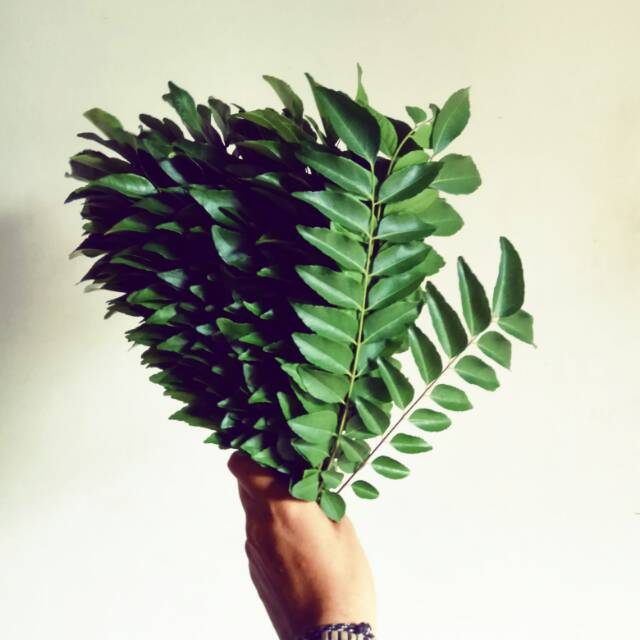 

Daun kari / salam koja