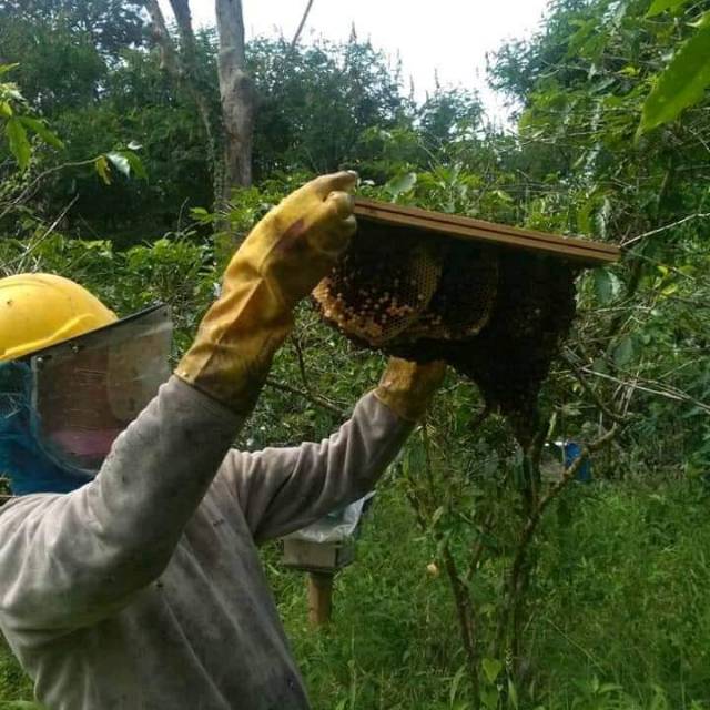

MADU HUTAN ASLI 1kG