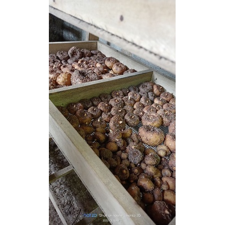 Bibit umbi porang hitam black conjak dan porang hijau