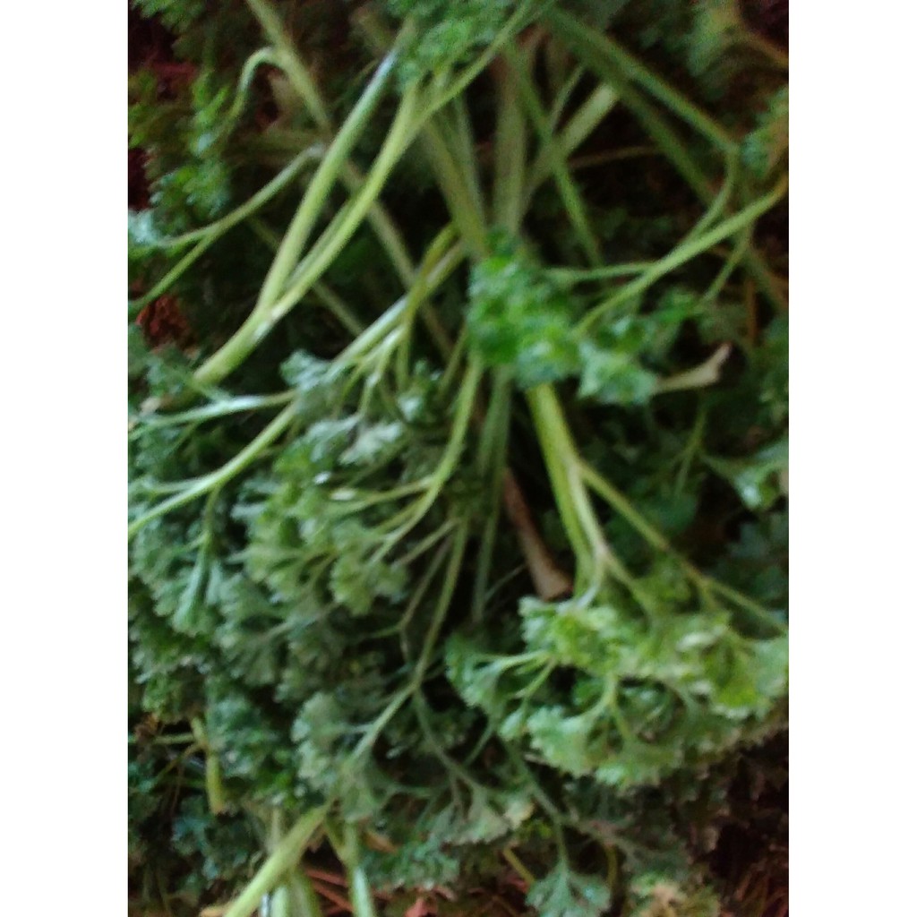 

PARSELY SEGAR~PARSLEY~SAYUR PARSELY~PETERSELY~PETROSELINUM CRISPUM