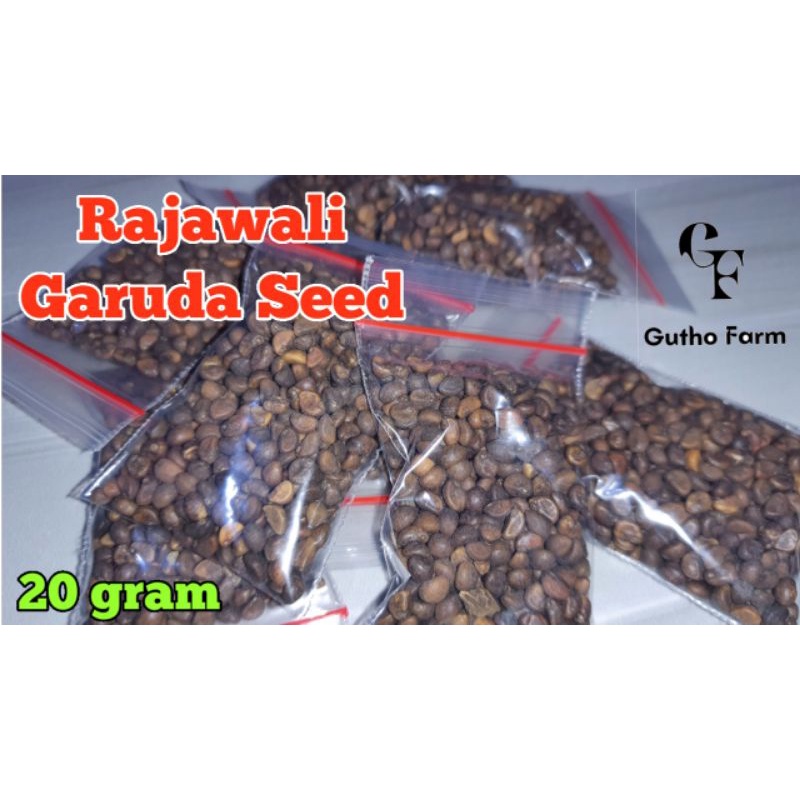 BENIH KANGKUNG RAJAWALI 20 GRAM