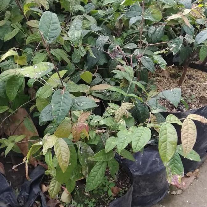 Kw+ Bibit Tanaman Buah Araza ( Araca Boi ) Kwa1 $_$